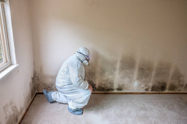 Best Office Mold Removal Services  in Greensburg, PA