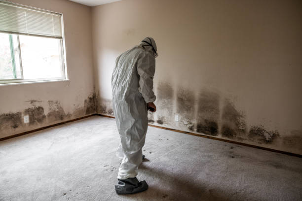 Best Certified Mold Removal  in Greensburg, PA