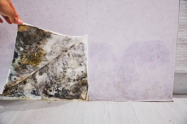 Trusted Greensburg, PA Mold Removal Experts